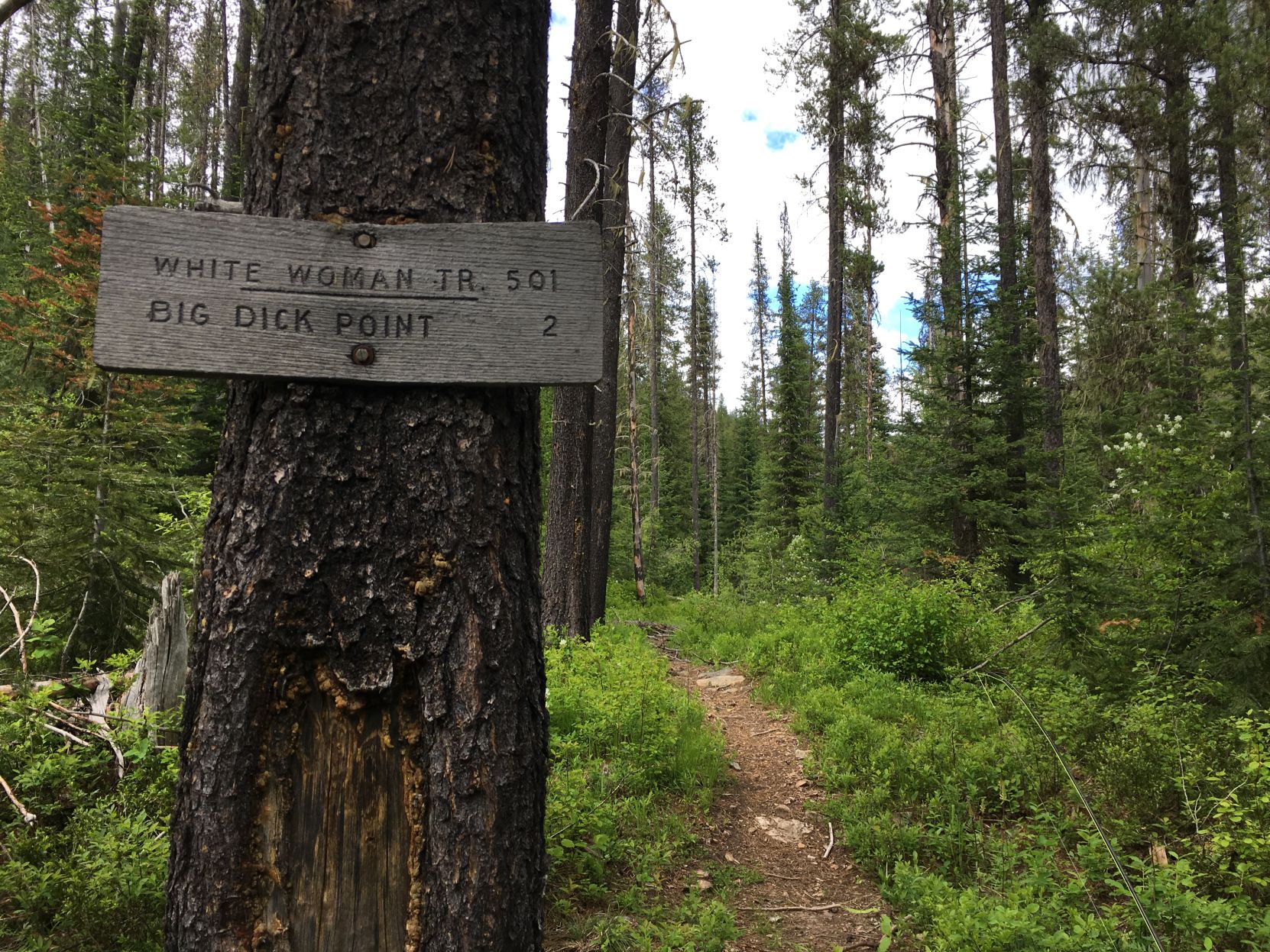 The nearby Great Outdoors: Trail #501